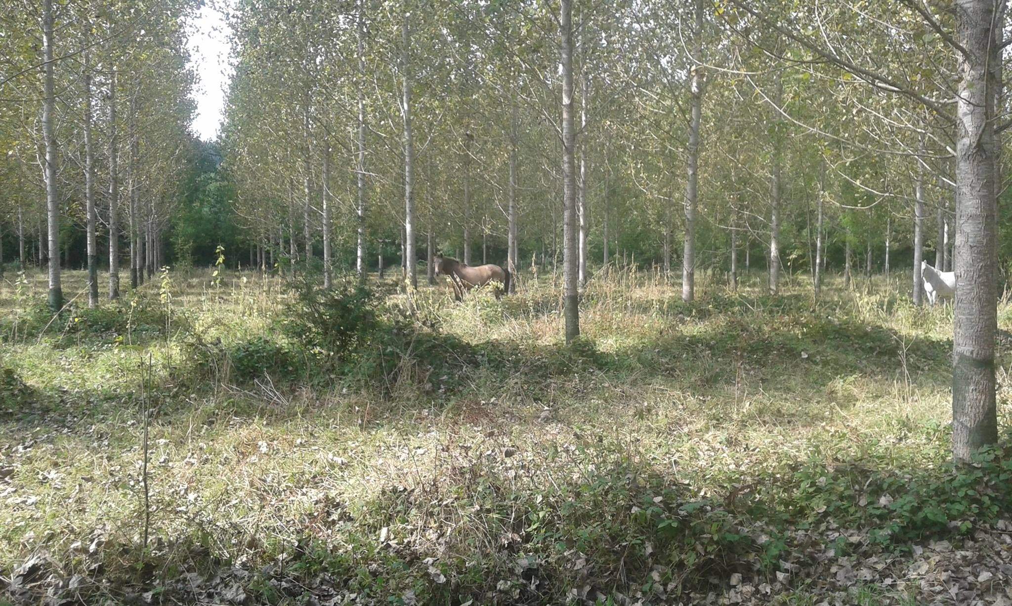 Ferme équestre Cheval Rando Equitation