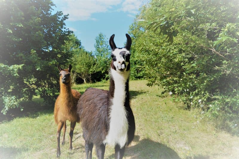La Ferme des Lamas