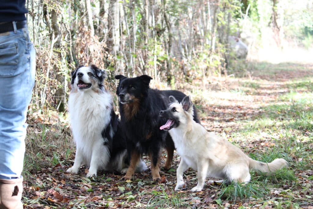 Camping pour chiens Balzine